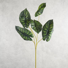 Load image into Gallery viewer, Alocasia Dark Green 78cm
