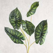 Load image into Gallery viewer, Alocasia Dark Green 78cm
