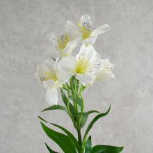 Load image into Gallery viewer, Alstroemeria White 75cm
