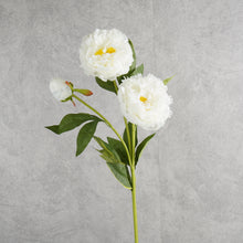 Load image into Gallery viewer, Peony 3 Heads White 75cm
