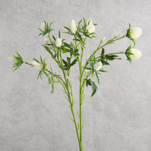 Load image into Gallery viewer, Sea Holly White 7Ocm
