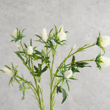 Load image into Gallery viewer, Sea Holly White 7Ocm
