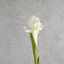 Load image into Gallery viewer, Iris White 60cm
