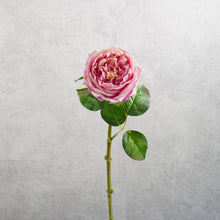 Load image into Gallery viewer, Rose Austin Short Dark Pink 44cm
