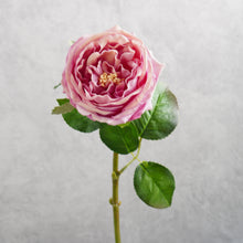 Load image into Gallery viewer, Rose Austin Short Dark Pink 44cm
