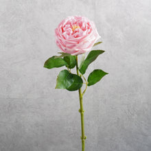Load image into Gallery viewer, Rose Austin Short Pink 44cm
