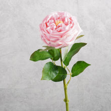 Load image into Gallery viewer, Rose Austin Short Pink 44cm
