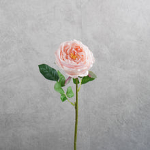 Load image into Gallery viewer, Rose Austin Short Pink 44cm
