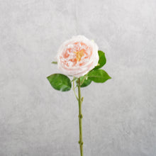 Load image into Gallery viewer, Rose Austin Short Light Pink 44cm
