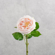 Load image into Gallery viewer, Rose Austin Short Light Pink 44cm

