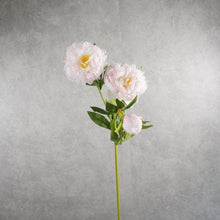 Load image into Gallery viewer, Peony Light Pink 75cm
