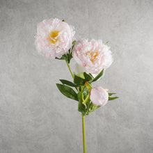 Load image into Gallery viewer, Peony Light Pink 75cm
