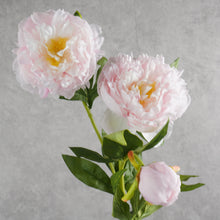 Load image into Gallery viewer, Peony Light Pink 75cm
