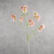 Load image into Gallery viewer, Cosmos Pink 78cm
