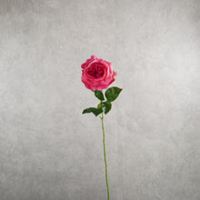 Load image into Gallery viewer, Austin Rose Hot Pink 69cm
