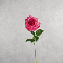 Load image into Gallery viewer, Austin Rose Hot Pink 69cm
