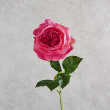 Load image into Gallery viewer, Austin Rose Hot Pink 69cm
