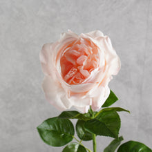 Load image into Gallery viewer, Peony Light Pink 63cm
