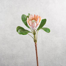 Load image into Gallery viewer, King Protea Light Pink 52cm
