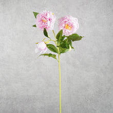 Load image into Gallery viewer, Peony 3 Heads Dark Pink 75cm
