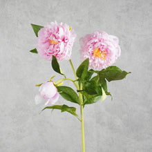 Load image into Gallery viewer, Peony 3 Heads Dark Pink 75cm
