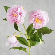 Load image into Gallery viewer, Peony 3 Heads Dark Pink 75cm
