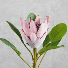Load image into Gallery viewer, King Protea Dark Pink 52cm
