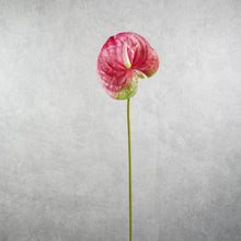 Load image into Gallery viewer, Anthurium Pink 67cm
