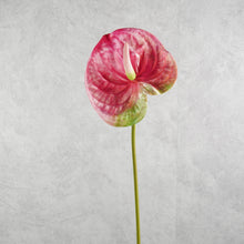 Load image into Gallery viewer, Anthurium Pink 67cm
