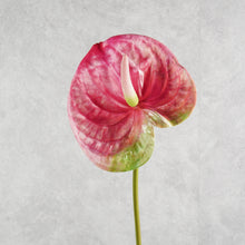 Load image into Gallery viewer, Anthurium Pink 67cm
