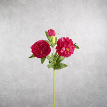 Load image into Gallery viewer, Peony 3 Heads Rose Pink 75cm

