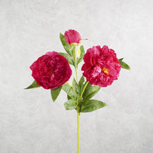 Load image into Gallery viewer, Peony 3 Heads Rose Pink 75cm
