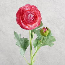 Load image into Gallery viewer, Ranunculu Hot Pink 50cm
