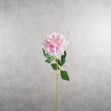 Load image into Gallery viewer, Dahlia Pink 60cm
