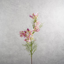 Load image into Gallery viewer, Serruria Florida Vari Hot Pink Green 69cm

