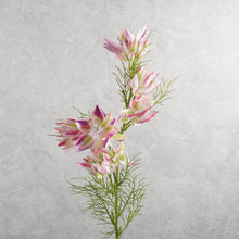 Load image into Gallery viewer, Serruria Florida Vari Hot Pink Green 69cm
