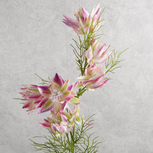 Load image into Gallery viewer, Serruria Florida Vari Hot Pink Green 69cm
