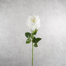 Load image into Gallery viewer, Rose Austin White 67cm
