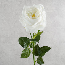 Load image into Gallery viewer, Rose Austin White 67cm
