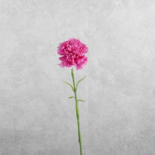 Load image into Gallery viewer, Carnation Hot Pink 50cm
