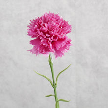 Load image into Gallery viewer, Carnation Hot Pink 50cm
