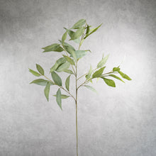 Load image into Gallery viewer, Eucalyptus Longleaf 90cm
