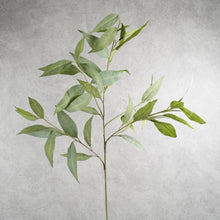 Load image into Gallery viewer, Eucalyptus Longleaf 90cm
