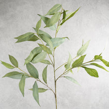 Load image into Gallery viewer, Eucalyptus Longleaf 90cm
