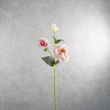Load image into Gallery viewer, Lisianthus Mauve 70cm
