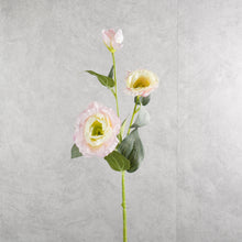 Load image into Gallery viewer, Lisianthus Light Pink 70cm
