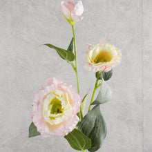 Load image into Gallery viewer, Lisianthus Light Pink 70cm
