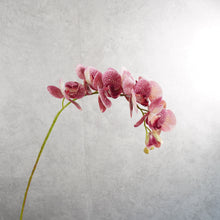 Load image into Gallery viewer, Orchid Dark Pink 78cm
