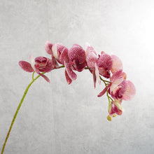 Load image into Gallery viewer, Orchid Dark Pink 78cm
