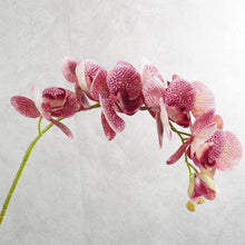 Load image into Gallery viewer, Orchid Dark Pink 78cm
